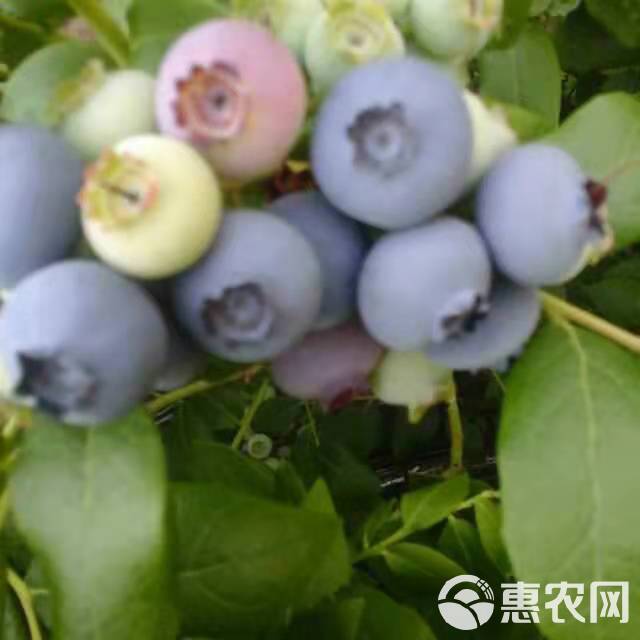 蓝丰蓝莓苗 挂果苗 