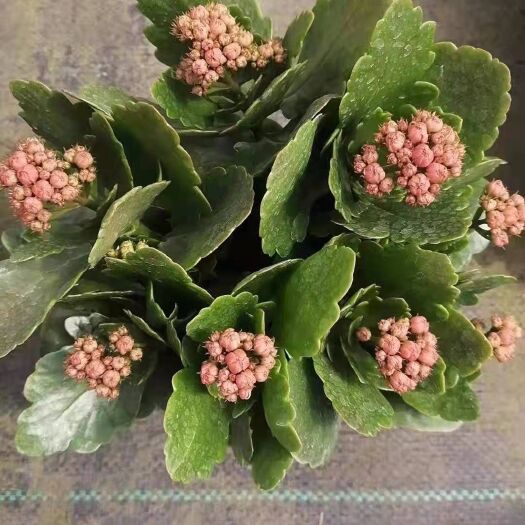 青州市长寿花盆栽  优质长寿花，大量现货，质优价廉