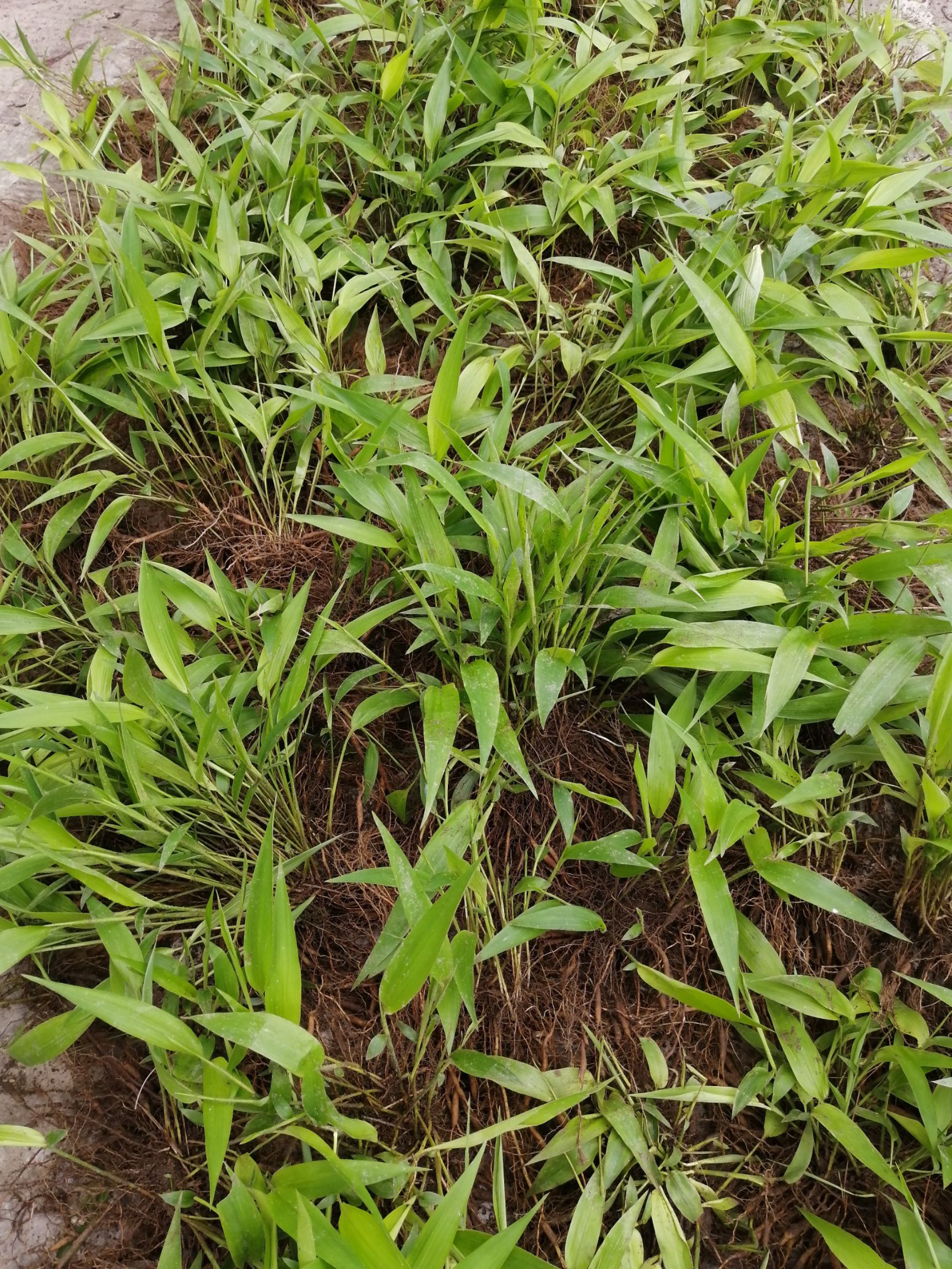 淡竹叶 草坪绿化批发 中药材批发 淡竹叶种苗批发 淡竹叶苗圃