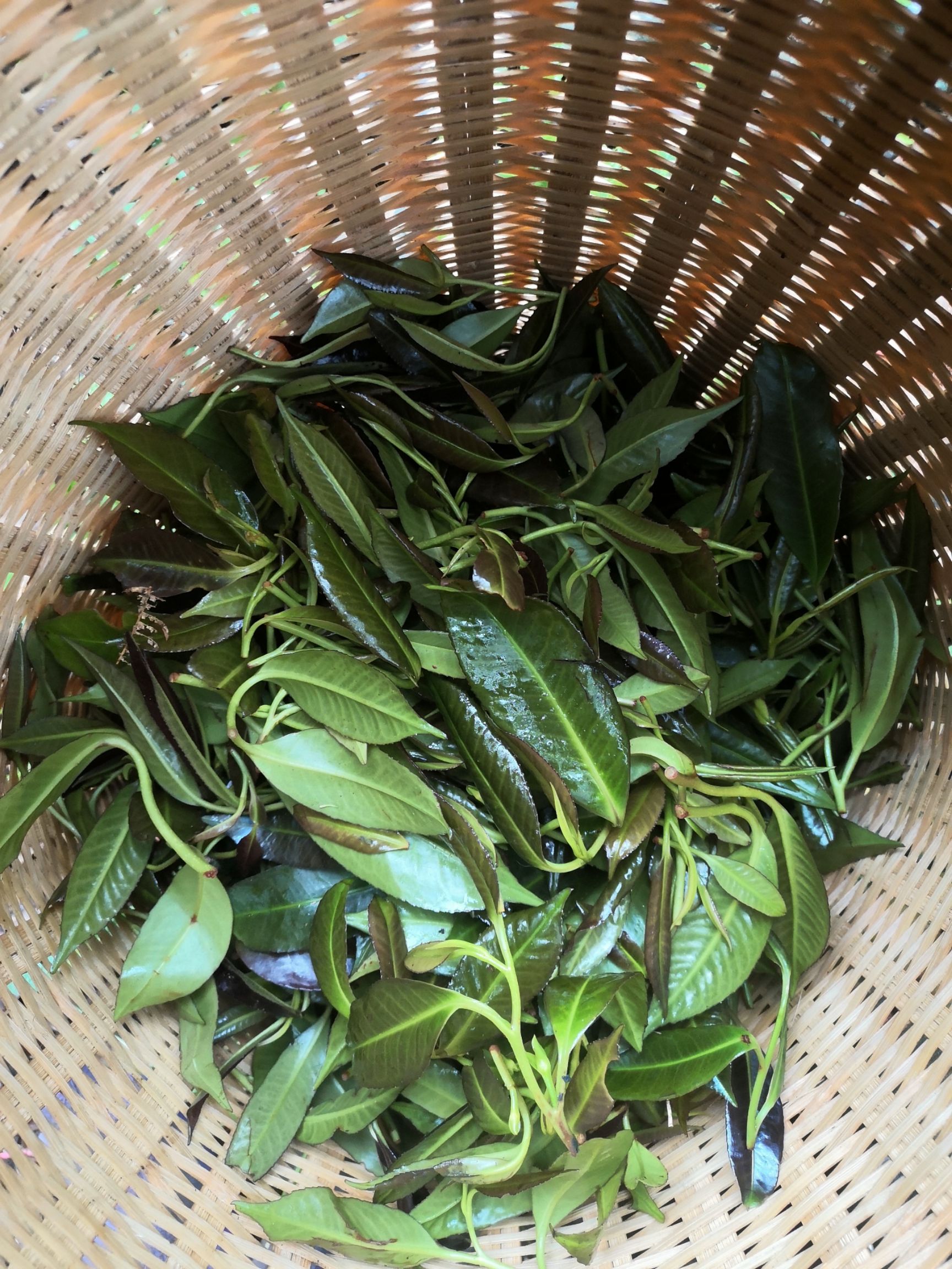 石崖茶