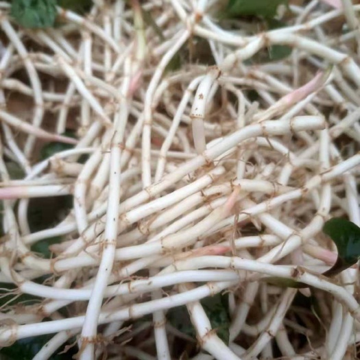 安顺白茎鱼腥草  折耳根鱼腥草