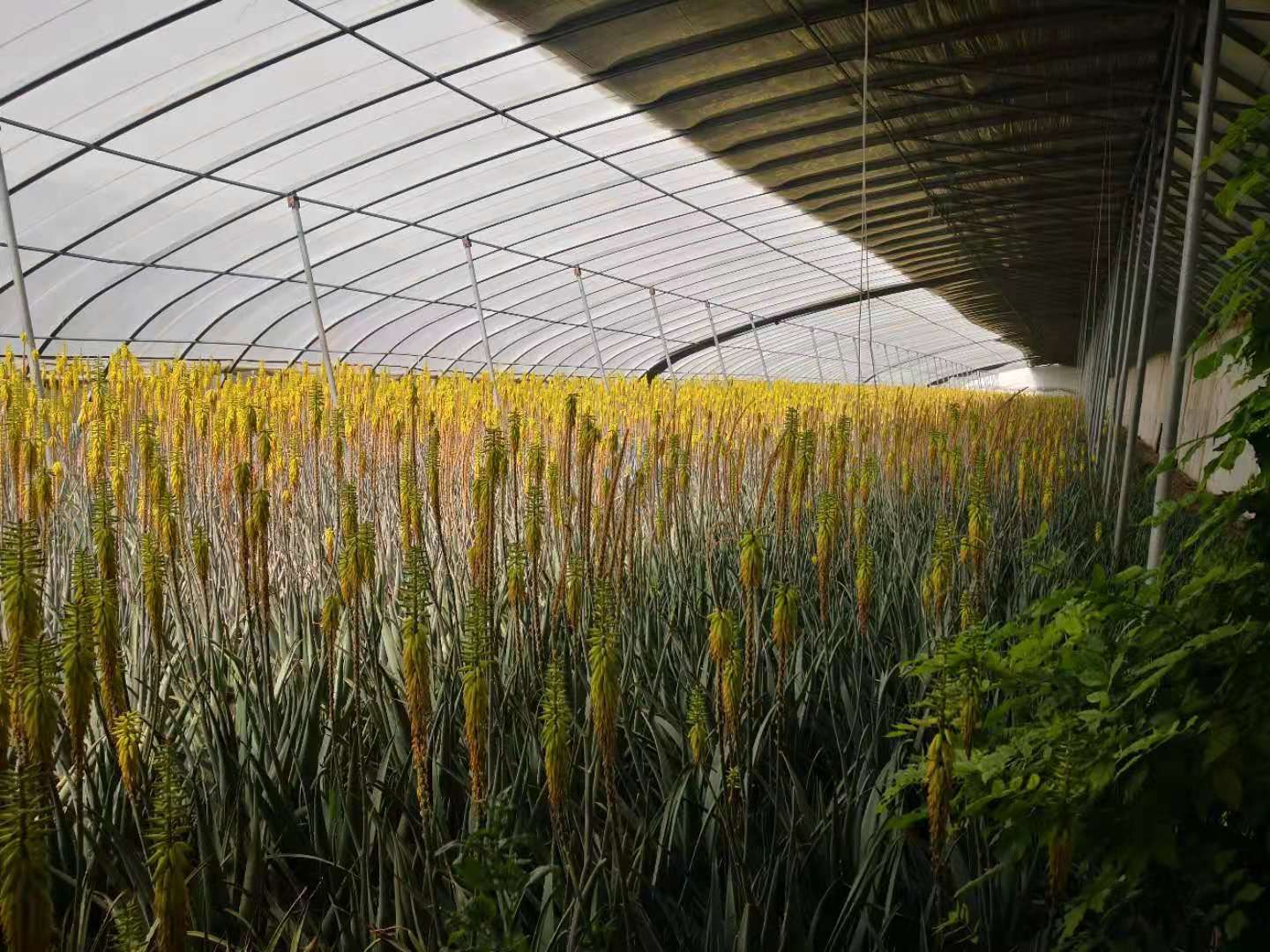库拉索芦荟