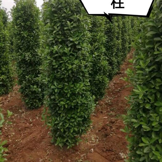洛阳北海道黄杨  大叶黄杨柱