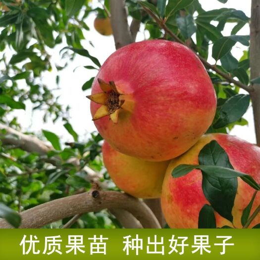 滑县突尼斯软籽石榴树苗 石榴树苗突尼斯软籽石榴苗盆栽地栽南北方种