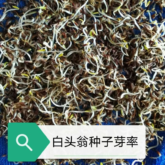 青龙县大叶白头翁种子优质药材种苗来自秦皇岛青龙满族自治县