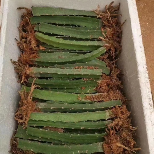 灵山县红心火龙果苗  红肉火龙果苗