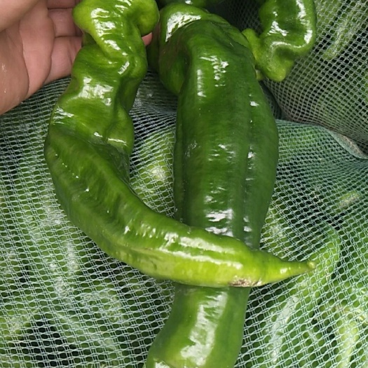 钦州青泡椒 鲜辣椒