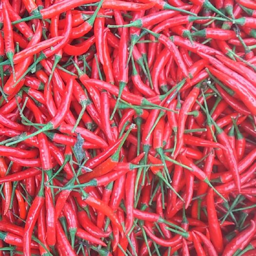 昆明小米椒  特辣   大颗粒