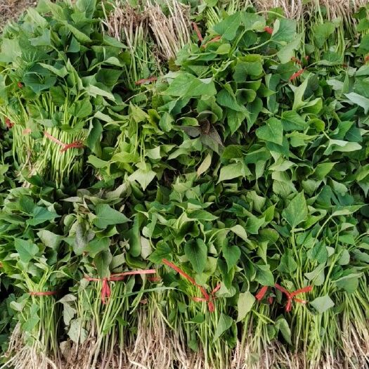禹州市商薯19红薯苗 红薯苗