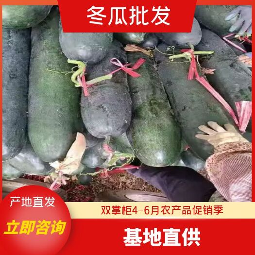 上海黑皮冬瓜  广西坛洛冬瓜市龙头企业直供