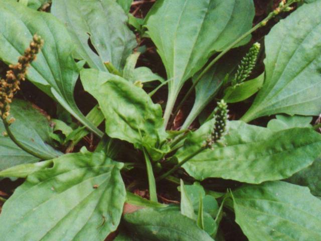 阜南县 车前草、猪耳朵草