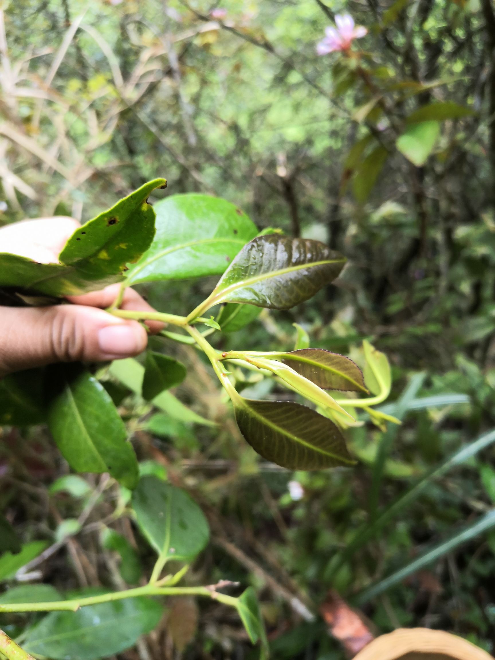 石崖茶