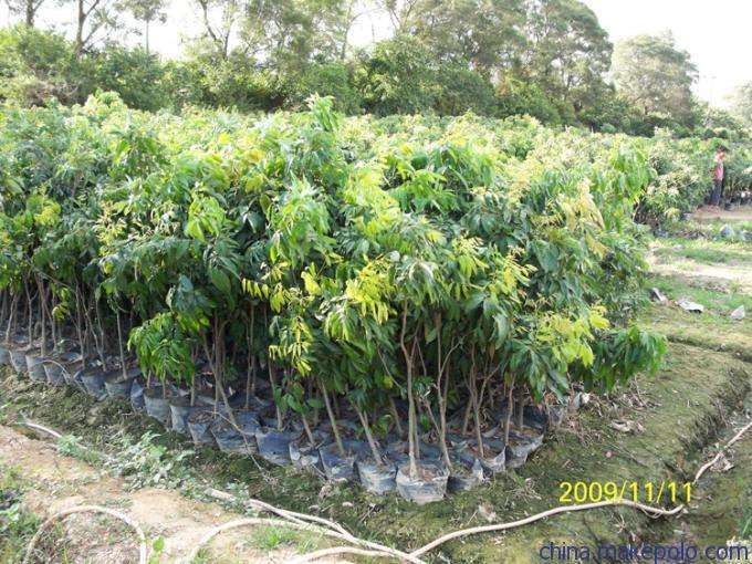 灵山县仙进奉荔枝苗