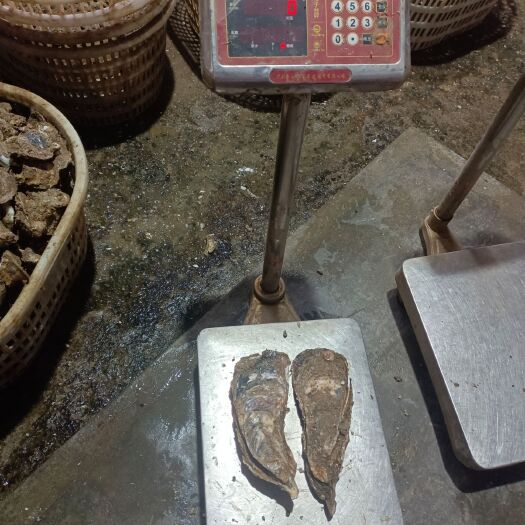 遂溪县牡蛎  6两到2斤一只超大蚝，有需要的联系