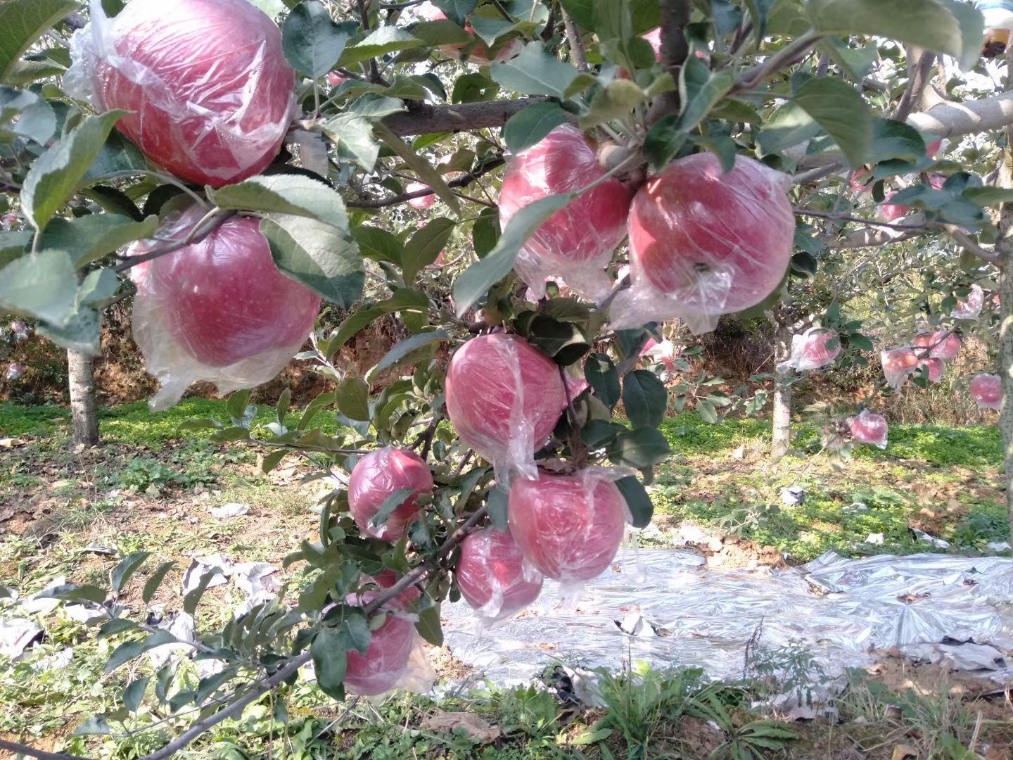 条红 片红是否套袋:纸 膜袋产地:山西省运城市平陆县品种名:红富士