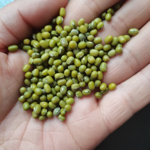 芽豆明绿豆 小粒中粒芽豆 水泡豆 芽菜豆芽苗菜豆 豆芽豆