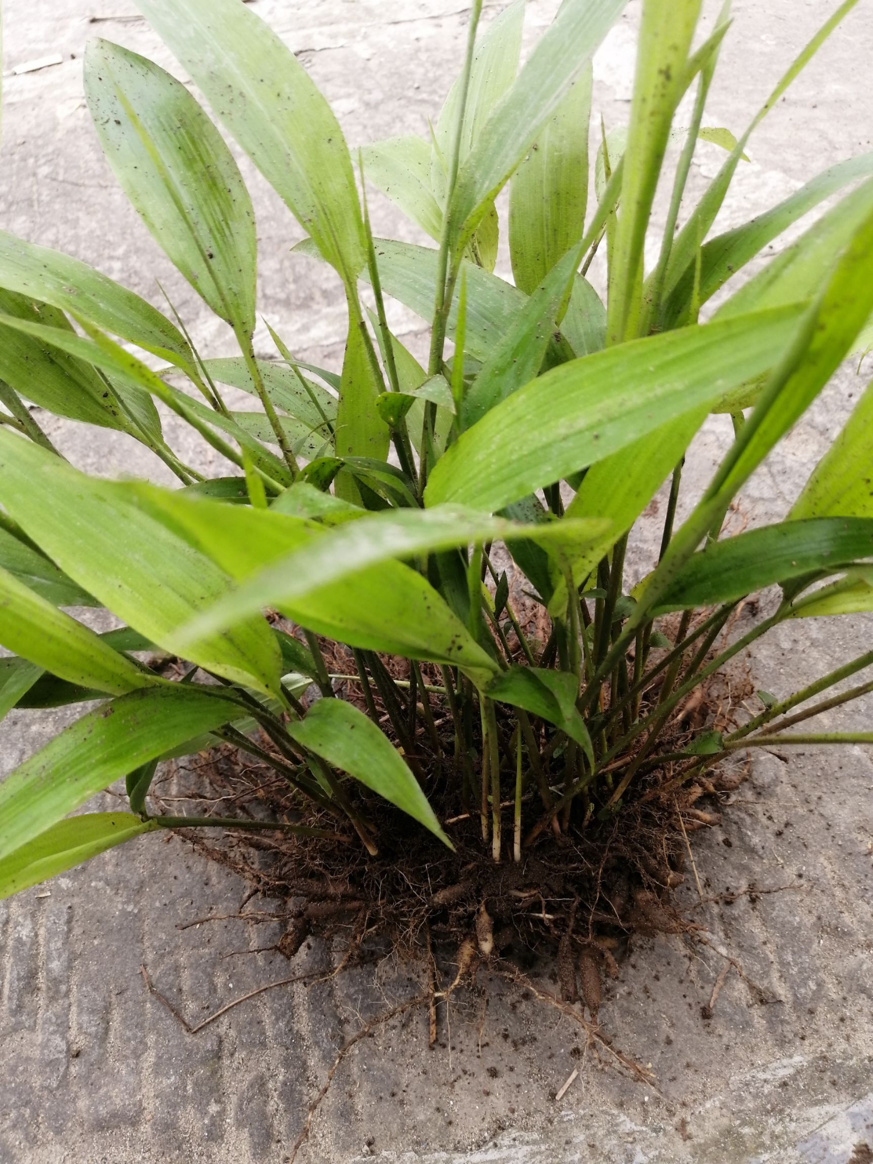 淡竹叶 草坪绿化批发 中药材批发 淡竹叶种苗批发 淡竹叶苗圃