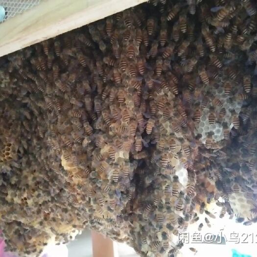 高州市土蜂蜜  纯正农家蜂蜜，可自提，可邮寄（包邮），可以直接下单哦。
