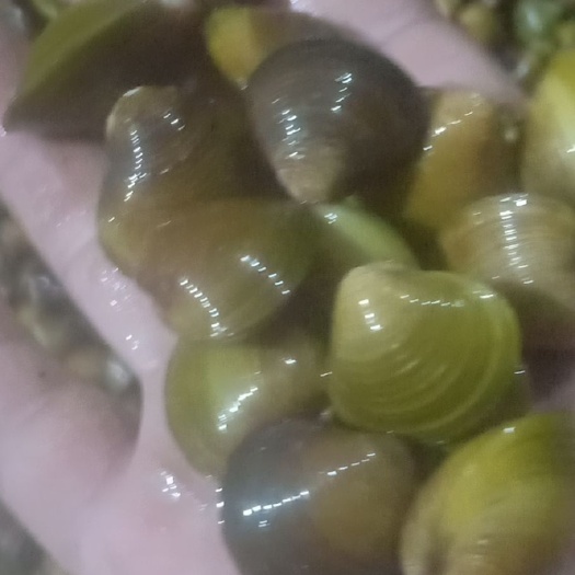 北海 天然黄沙蚬，肉质鲜美，舌尖上的味道，