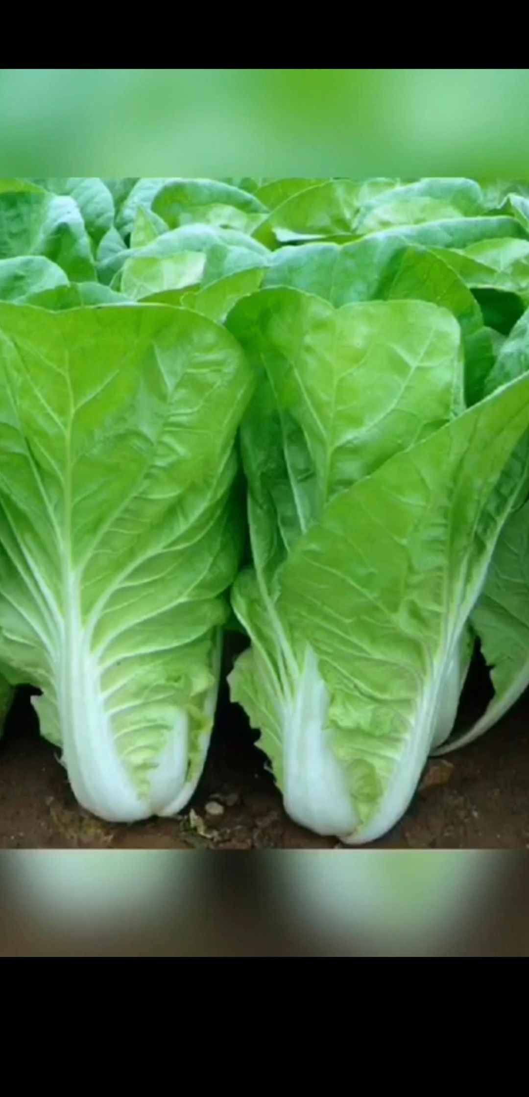 耐热快菜种子  快丰快菜