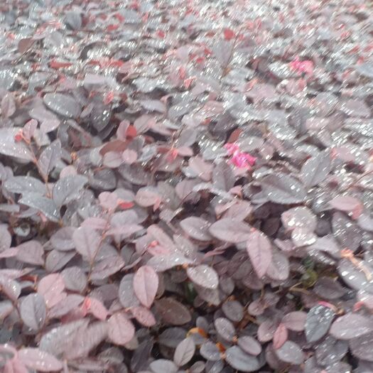 红花继木  红继木