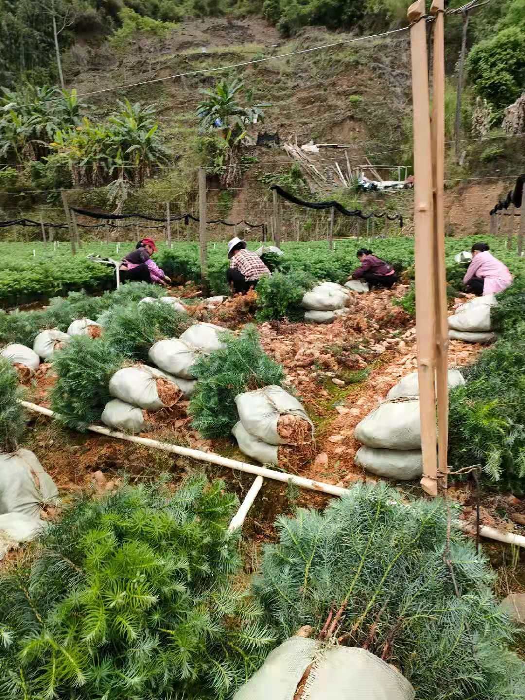 杉木树苗  大量供应杉树杯苗，苗木青绿，粗壮，根系发达，欢迎联系