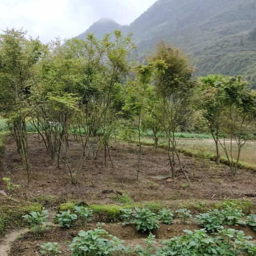 宣恩县小叶鸡爪槭 鸡爪槭，