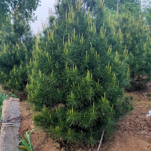 周至县白皮松