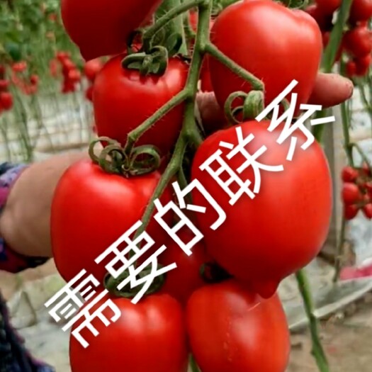 西红柿 山东省滨州市博兴县 卵形西红柿 鸡蛋大小 
