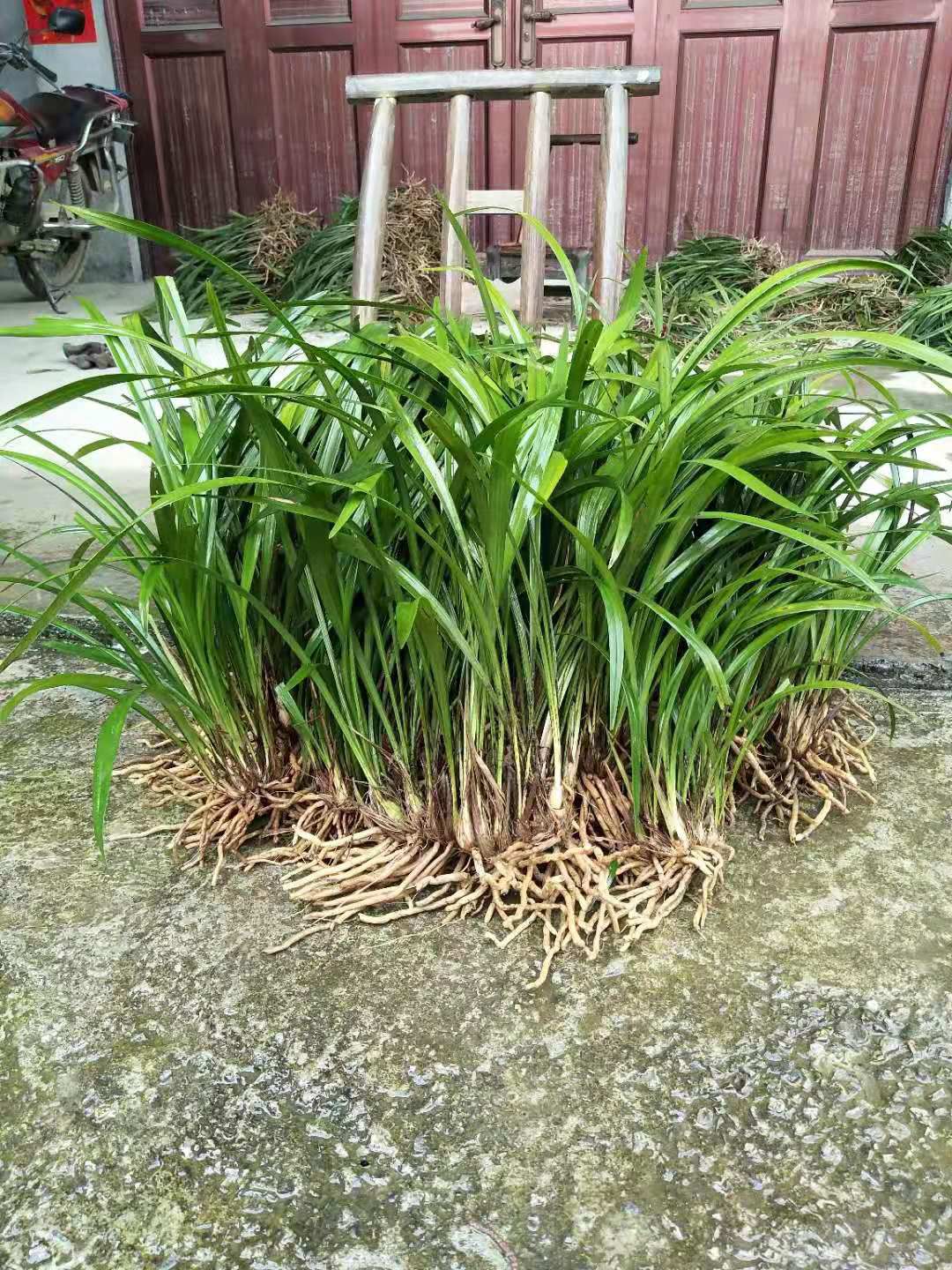 四季兰  建兰，便宜处理，要的联系，武陵山兰花，非常香