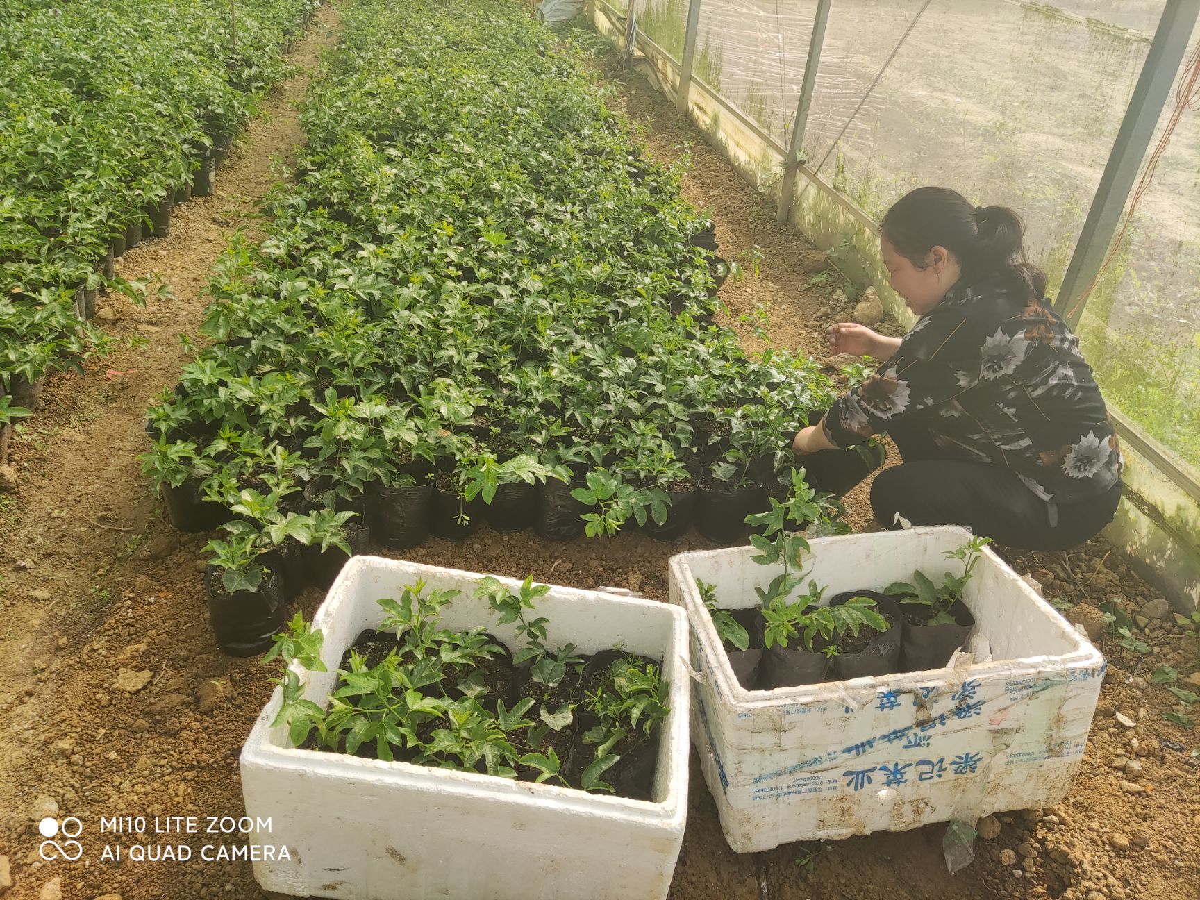   紫香一号百香果苗 带营养杯发货 四季开花