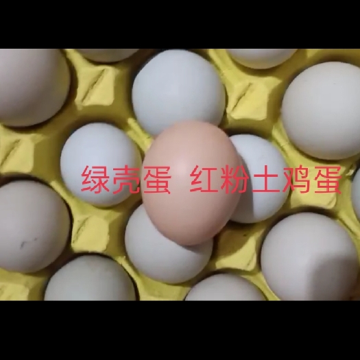 广州绿壳蛋  土鸡蛋  鸡蛋
