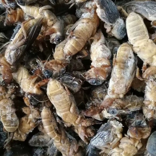 四会市竹虫 长期稳定供应各种食用昆虫