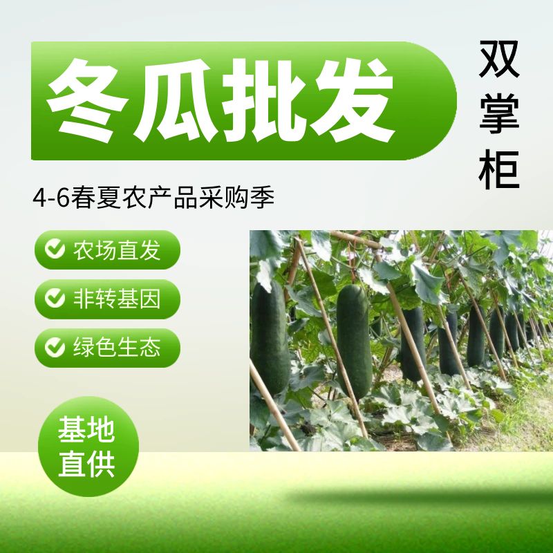 黑皮冬瓜  广西坛洛冬瓜市龙头企业直供
