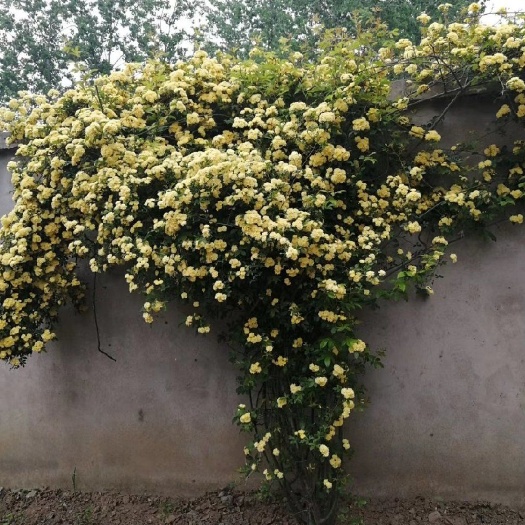 嘉兴木香花  四季攀爬的植物香味浓颜色有大红白色黄色带土球发货