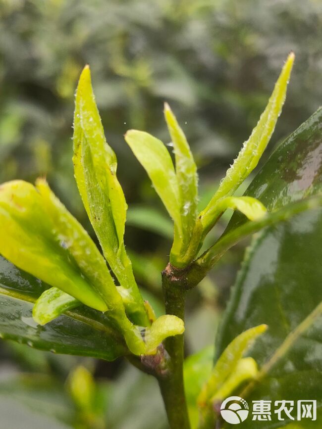 茶树苗  川九茶苗，最早的大叶茶品种