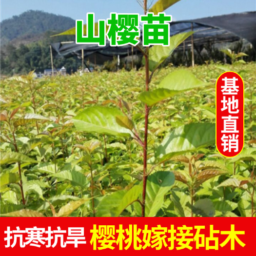 盖州市山樱  优质甜樱桃嫁接砧木，根系发达，耐寒，嫁接成活率高。