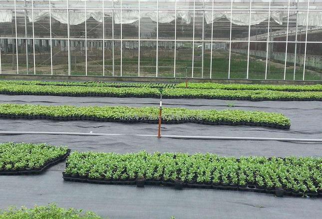 泰安防草布