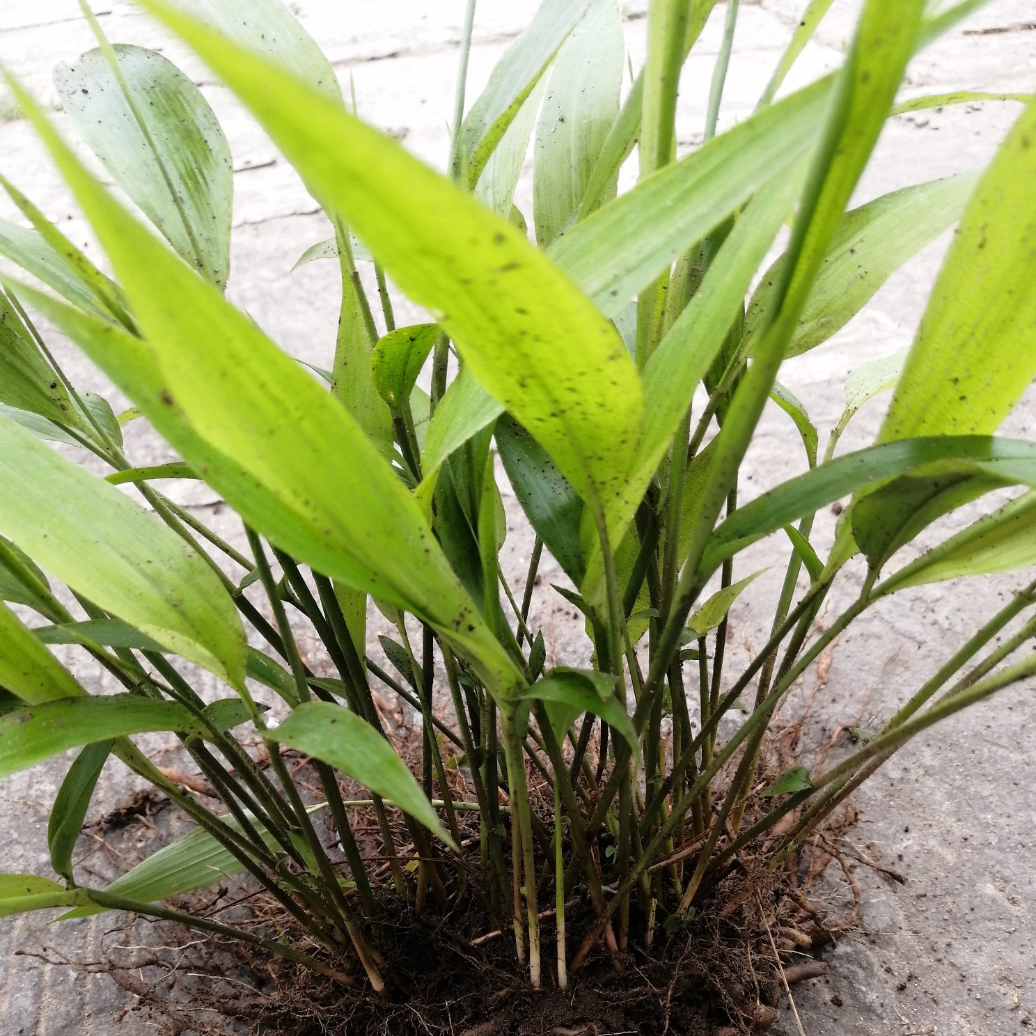 淡竹叶药材种苗淡竹叶园林绿化草坪植物淡竹叶大量提供淡竹叶基地