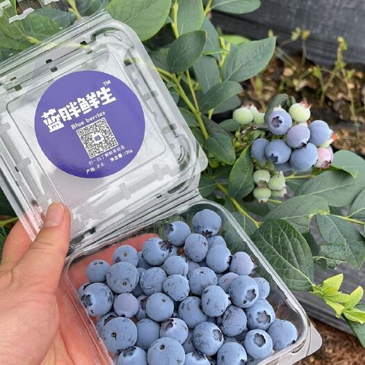 东港市薄雾蓝莓 丹东暖棚蓝莓大量上市，H5、绿宝石、薄雾。