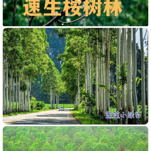 广州桉树苗