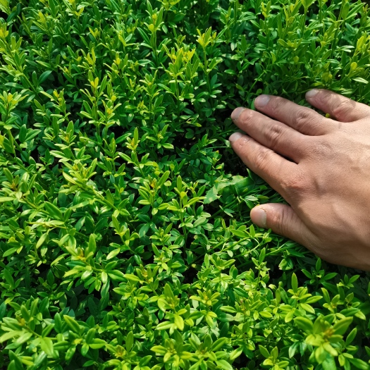 沭阳县迎春花 迎春床苗大量出售220一米