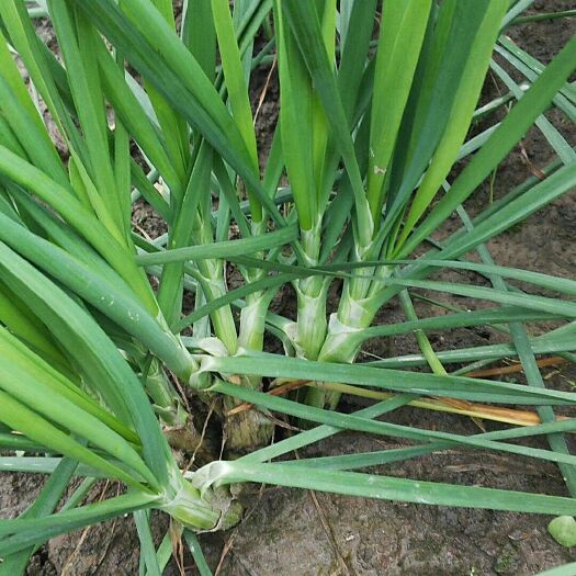 平湖市小叶韭菜 韭菜