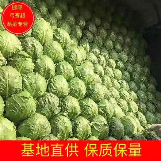 邯郸绿包菜  邯郸甘蓝，颜色绿，物美价廉，欢迎订购
