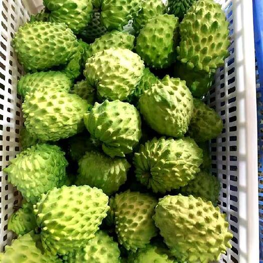 灵山县释迦果苗  凤梨释迦果嫁接苗