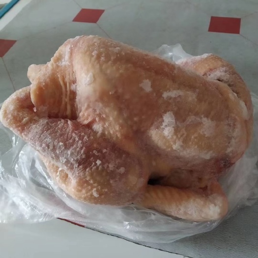 林西县鸡肉类 烧鸡店专用500天老母鸡