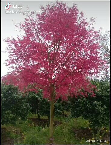 全州县五角枫  红枫红小绣