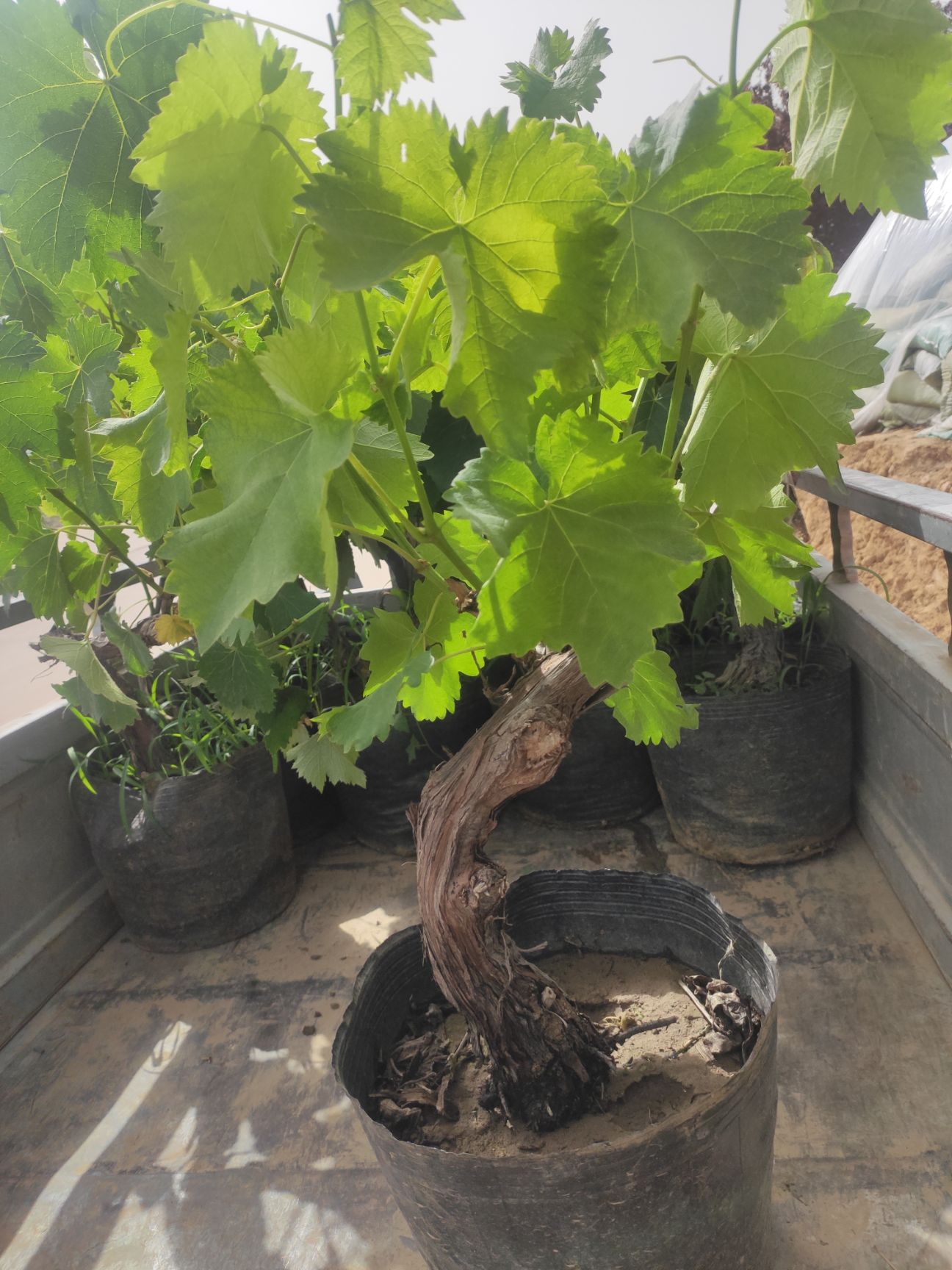 葡萄盆栽 基地直发，盆栽葡萄盆景