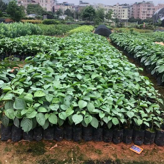 广州秋枫树 秋枫