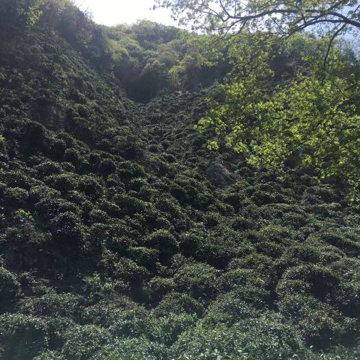 金寨县六安瓜片 正宗原产地核心产区六安瓜片茶！